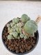 Lophophora Williamsii 5-6 cm 12 years old seed ownroot flower seedling ロフォフォラ　烏羽玉　仔吹き サボテン