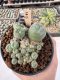 Lophophora Williamsii 5-6 cm 12 years old seed ownroot flower seedling ロフォフォラ　烏羽玉　仔吹き サボテン