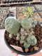 Lophophora Williamsii 5-6 cm 12 years old seed ownroot flower seedling ロフォフォラ　烏羽玉　仔吹き サボテン