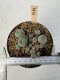 Lophophora Williamsii 5-6 cm 12 years old seed ownroot flower seedling ロフォフォラ　烏羽玉　仔吹き サボテン