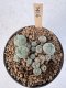 Lophophora Williamsii 5-6 cm 12 years old seed ownroot flower seedling ロフォフォラ　烏羽玉　仔吹き サボテン