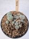 Lophophora Williamsii 5-6 cm 12 years old seed ownroot flower seedling ロフォフォラ　烏羽玉　仔吹き サボテン