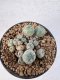 Lophophora Williamsii 5-6 cm 12 years old seed ownroot flower seedling ロフォフォラ　烏羽玉　仔吹き サボテン