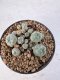 Lophophora Williamsii 5-6 cm 12 years old seed ownroot flower seedling ロフォフォラ　烏羽玉　仔吹き サボテン