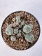 Lophophora Williamsii 5-6 cm 12 years old seed ownroot flower seedling ロフォフォラ　烏羽玉　仔吹き サボテン