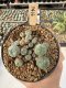 Lophophora Williamsii 5-6 cm 12 years old seed ownroot flower seedling ロフォフォラ　烏羽玉　仔吹き サボテン