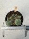 Lophophora Williamsii 5-6 cm 12 years old seed ownroot flower seedling ロフォフォラ　烏羽玉　仔吹き サボテン