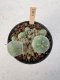 Lophophora Williamsii 5-6 cm 12 years old seed ownroot flower seedling ロフォフォラ　烏羽玉　仔吹き サボテン