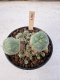 Lophophora Williamsii 5-6 cm 12 years old seed ownroot flower seedling ロフォフォラ　烏羽玉　仔吹き サボテン