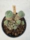 Lophophora Williamsii 5-6 cm 12 years old seed ownroot flower seedling ロフォフォラ　烏羽玉　仔吹き サボテン