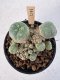 Lophophora Williamsii 5-6 cm 12 years old seed ownroot flower seedling ロフォフォラ　烏羽玉　仔吹き サボテン