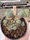 Lophophora Williamsii 5-6 cm 12 years old seed ownroot flower seedling ロフォフォラ　烏羽玉　仔吹き サボテン