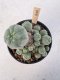 Lophophora Williamsii 5-6 cm 12 years old seed ownroot flower seedling ロフォフォラ　烏羽玉　仔吹き サボテン