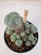 Lophophora Williamsii 5-6 cm 12 years old seed ownroot flower seedling ロフォフォラ　烏羽玉　仔吹き サボテン