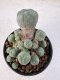 Lophophora Williamsii 5-6 cm 12 years old seed ownroot flower seedling ロフォフォラ　烏羽玉　仔吹き サボテン