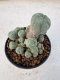 Lophophora Williamsii 5-6 cm 12 years old seed ownroot flower seedling ロフォフォラ　烏羽玉　仔吹き サボテン