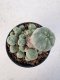 Lophophora Williamsii 5-6 cm 12 years old seed ownroot flower seedling ロフォフォラ　烏羽玉　仔吹き サボテン