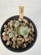 Lophophora Williamsii 5-6 cm 12 years old seed ownroot flower seedling ロフォフォラ　烏羽玉　仔吹き サボテン