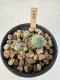 Lophophora Williamsii 5-6 cm 12 years old seed ownroot flower seedling ロフォフォラ　烏羽玉　仔吹き サボテン