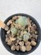 Lophophora Williamsii 5-6 cm 12 years old seed ownroot flower seedling ロフォフォラ　烏羽玉　仔吹き サボテン