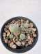 Lophophora Williamsii 5-6 cm 12 years old seed ownroot flower seedling ロフォフォラ　烏羽玉　仔吹き サボテン