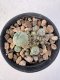 Lophophora Williamsii 5-6 cm 12 years old seed ownroot flower seedling ロフォフォラ　烏羽玉　仔吹き サボテン