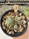 Lophophora Williamsii 5-6 cm 12 years old seed ownroot flower seedling ロフォフォラ　烏羽玉　仔吹き サボテン