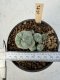 Lophophora Williamsii 5-6 cm 12 years old seed ownroot flower seedling ロフォフォラ　烏羽玉　仔吹き サボテン