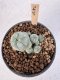 Lophophora Williamsii 5-6 cm 12 years old seed ownroot flower seedling ロフォフォラ　烏羽玉　仔吹き サボテン