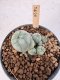 Lophophora Williamsii 5-6 cm 12 years old seed ownroot flower seedling ロフォフォラ　烏羽玉　仔吹き サボテン