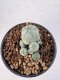 Lophophora Williamsii 5-6 cm 12 years old seed ownroot flower seedling ロフォフォラ　烏羽玉　仔吹き サボテン