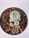 Lophophora Williamsii 5-6 cm 12 years old seed ownroot flower seedling ロフォフォラ　烏羽玉　仔吹き サボテン