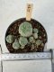 Lophophora Williamsii 5-6 cm 12 years old seed ownroot flower seedling ロフォフォラ　烏羽玉　仔吹き サボテン