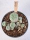 Lophophora Williamsii 5-6 cm 12 years old seed ownroot flower seedling ロフォフォラ　烏羽玉　仔吹き サボテン