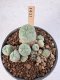 Lophophora Williamsii 5-6 cm 12 years old seed ownroot flower seedling ロフォフォラ　烏羽玉　仔吹き サボテン