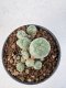 Lophophora Williamsii 5-6 cm 12 years old seed ownroot flower seedling ロフォフォラ　烏羽玉　仔吹き サボテン