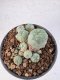 Lophophora Williamsii 5-6 cm 12 years old seed ownroot flower seedling ロフォフォラ　烏羽玉　仔吹き サボテン