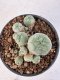 Lophophora Williamsii 5-6 cm 12 years old seed ownroot flower seedling ロフォフォラ　烏羽玉　仔吹き サボテン