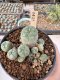 Lophophora Williamsii 5-6 cm 12 years old seed ownroot flower seedling ロフォフォラ　烏羽玉　仔吹き サボテン