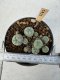 Lophophora Williamsii 5-6 cm 12 years old seed ownroot flower seedling ロフォフォラ　烏羽玉　仔吹き サボテン