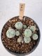 Lophophora Williamsii 5-6 cm 12 years old seed ownroot flower seedling ロフォフォラ　烏羽玉　仔吹き サボテン