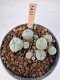 Lophophora Williamsii 5-6 cm 12 years old seed ownroot flower seedling ロフォフォラ　烏羽玉　仔吹き サボテン