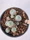 Lophophora Williamsii 5-6 cm 12 years old seed ownroot flower seedling ロフォフォラ　烏羽玉　仔吹き サボテン