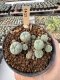 Lophophora Williamsii 5-6 cm 12 years old seed ownroot flower seedling ロフォフォラ　烏羽玉　仔吹き サボテン