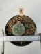 Lophophora Williamsii 5-6 cm 12 years old seed ownroot flower seedling ロフォフォラ　烏羽玉　仔吹き サボテン