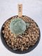 Lophophora Williamsii 5-6 cm 12 years old seed ownroot flower seedling ロフォフォラ　烏羽玉　仔吹き サボテン