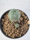 Lophophora Williamsii 5-6 cm 12 years old seed ownroot flower seedling ロフォフォラ　烏羽玉　仔吹き サボテン