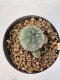 Lophophora Williamsii 5-6 cm 12 years old seed ownroot flower seedling ロフォフォラ　烏羽玉　仔吹き サボテン