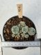 Lophophora Williamsii 5-6 cm 12 years old seed ownroot flower seedling ロフォフォラ　烏羽玉　仔吹き サボテン