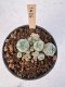 Lophophora Williamsii 5-6 cm 12 years old seed ownroot flower seedling ロフォフォラ　烏羽玉　仔吹き サボテン